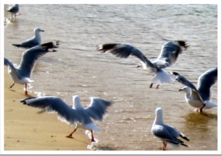 1-1-10-seagulls